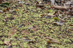 Strychnos wallichiana